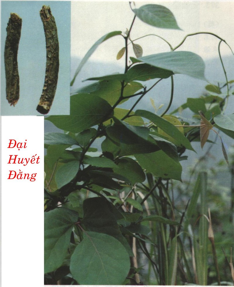 Can canh than duoc mau nguoi... dan Viet lung mua-Hinh-5